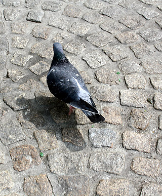 Red Light Prostitute