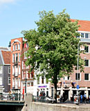 Red Light Prostitute